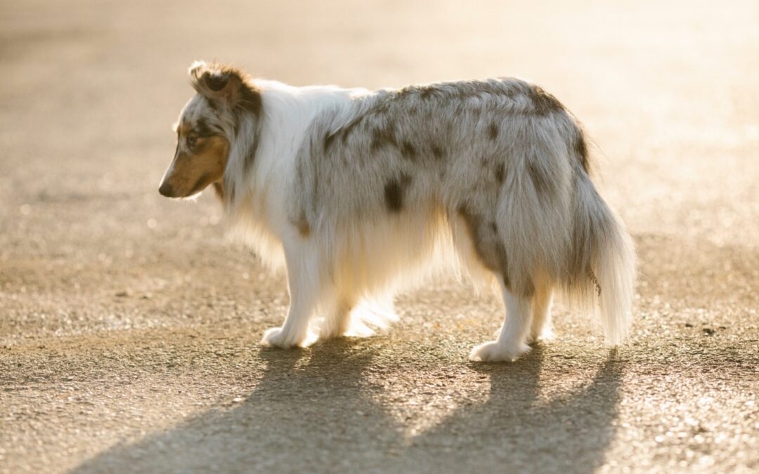 No, Your Dog is Not a Hopeless Case