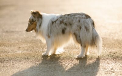 No, Your Dog is Not a Hopeless Case